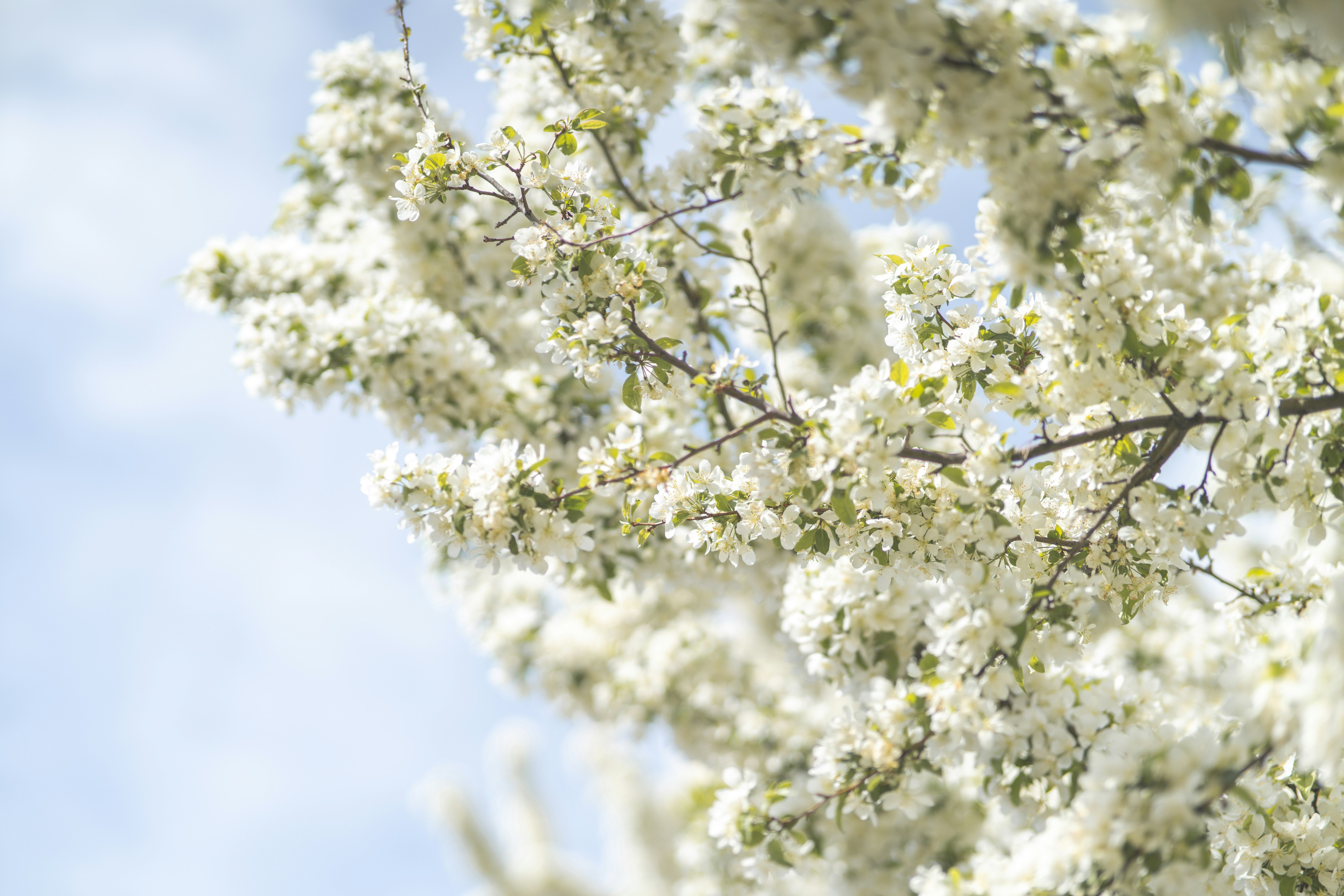 white flowers in tilt shift lens